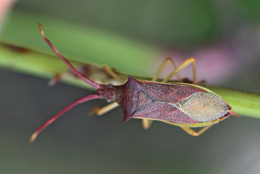 Coreidae:  Gonocerus insidiator